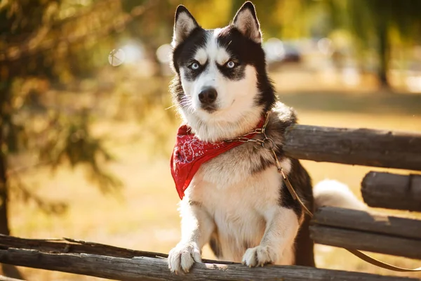 Retrato Lindas Raças Cães Husky Dia Verão — Fotografia de Stock