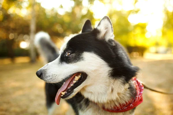 Porträt Herrlicher Hunderassen Husky Einem Sommertag — Stockfoto