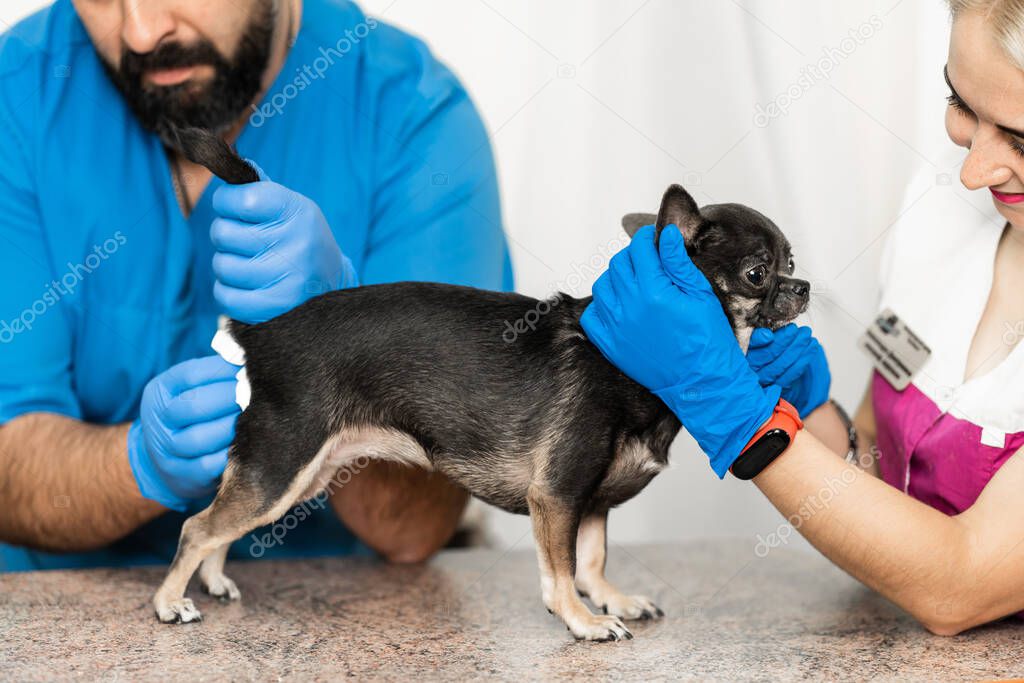 Veterinarians clean the paraanal glands of a dog in a veterinary clinic. A necessary procedure for the health of dogs. Pet care.