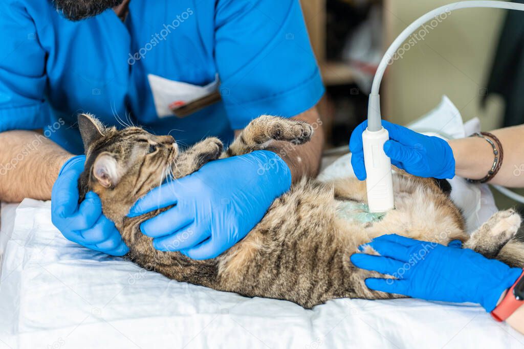 Veterinarians carry through an ultrasound examination of a domestic cat.
