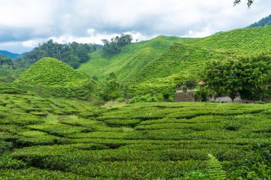 Cameron Vadisi 'ndeki çay tarlaları. Malezya 'nın dağlık kesimlerinde yeşil tepeler. Çay üretimi. Çayın yeşil çalıları