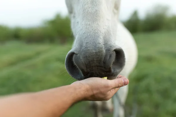 Met Hand Een Wit Paard Voeren Paardenneus Close — Stockfoto