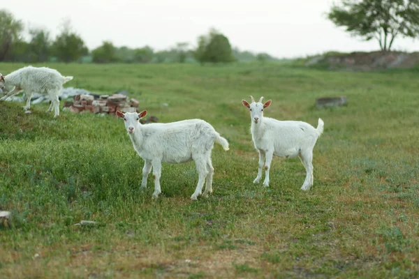 Eine Ziegenherde Auf Einer Grünen Wiese Auf Einem Bauernhof — Stockfoto