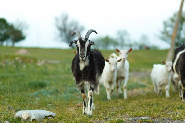 Eine Ziegenherde Auf Einer Grünen Wiese Auf Einem Bauernhof — Stockfoto