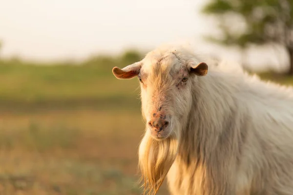 Biała Koza Domowa Farmie Zielonym Trawniku Zachodzie Słońca Gospodarstwo Domowe — Zdjęcie stockowe