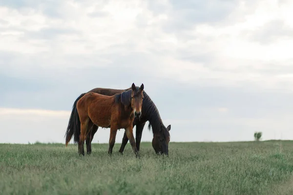 Het Paard Graast Een Groen Gazon Bij Bewolkt Weer Bewolkte — Stockfoto