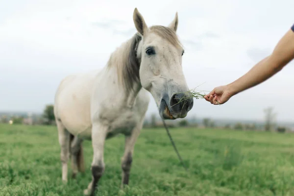 Mano Alimentando Caballo Blanco Primer Plano Nariz Caballo — Foto de Stock