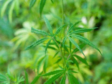 Ormandaki yeşil kenevir çalısı. Kenevir yaprağı kapat.