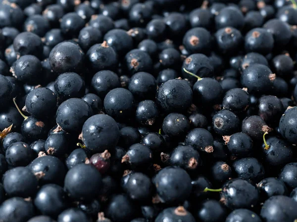 Färska Mogna Svarta Vinbär Sommar Vitaminer Närbild — Stockfoto