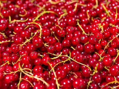 Kırmızıüzümler bir çalılıktan toplanmış ve bir yığın halinde yığılmış..