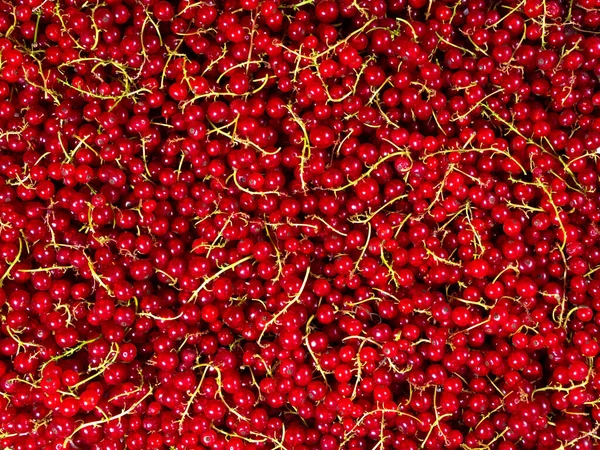 Groseilles Rouges Cueillies Dans Buisson Empilées Dans Tas — Photo