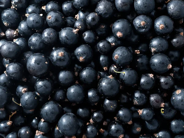 Färska Mogna Svarta Vinbär Sommarvitaminer — Stockfoto