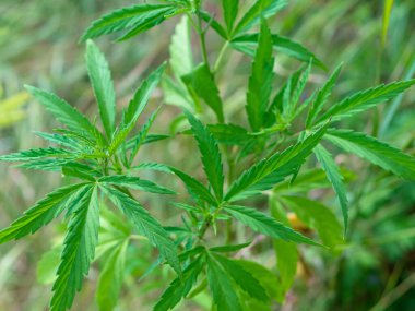 Ormandaki yeşil kenevir çalısı. Kenevir yaprağı kapat.