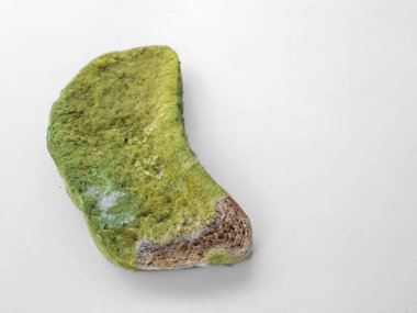 Beyaz arka planda yeşil küfle kaplı bir parça ekmek izole edilmiş..