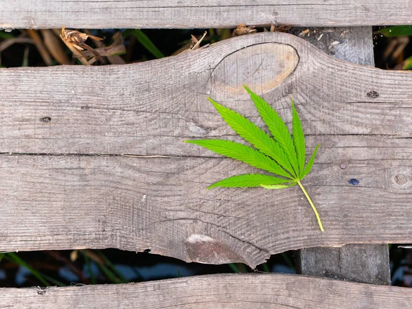 Una Foglia Canapa Verde Giace Una Vecchia Panchina Legno — Foto Stock