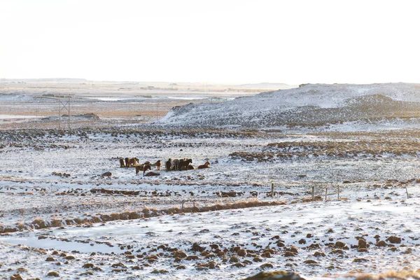 Cavalos Islandeses Pastam Campo Coberto Neve Inverno — Fotografia de Stock
