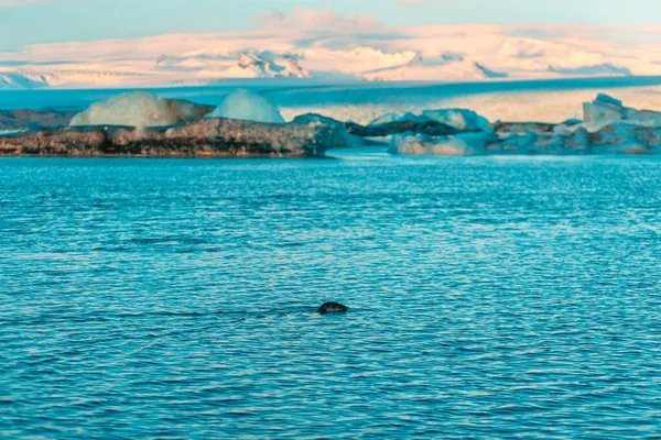 Foca Pele Nada Entre Geleiras Inverno Islândia Paisagem Natural Cortar — Fotografia de Stock