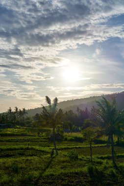 Güneşli bir günde tropik dağlar ve palmiye ağaçları olan pirinç tarlaları.