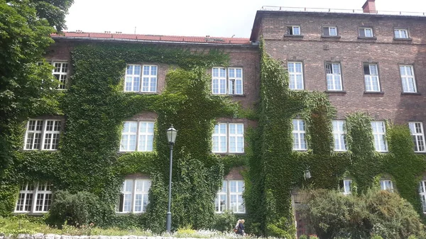 Kale eski çim ağaç manzaralı duvar penceresi inşa etmek