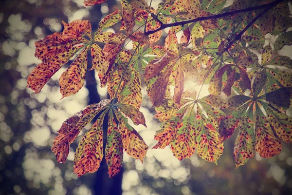 Hösten Kashtan Lämnar Himmel Bakgrund Instagram Stil Filter Shallow Skärpedjup — Stockfoto