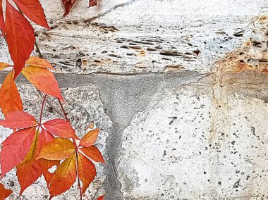Sonbahar konsepti arka plan. Grunge beyaz taştan bir duvar, bir güzel bitki, incecik sarmaşık ve eski duvar renkli yaprakları üzerinde yabani üzüm
