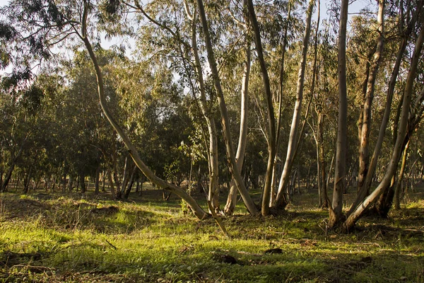 Eucalipto Arvoredo Dia Ensolarado — Fotografia de Stock