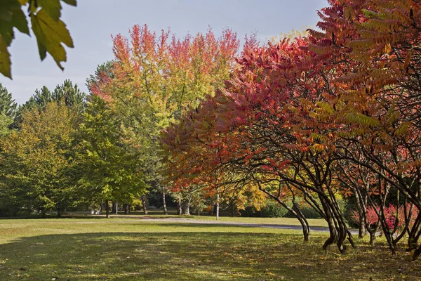 Autumnl Krajina Prázdná Evropské Parku Barevné Stromy Listy Staghorn Škumpy — Stock fotografie