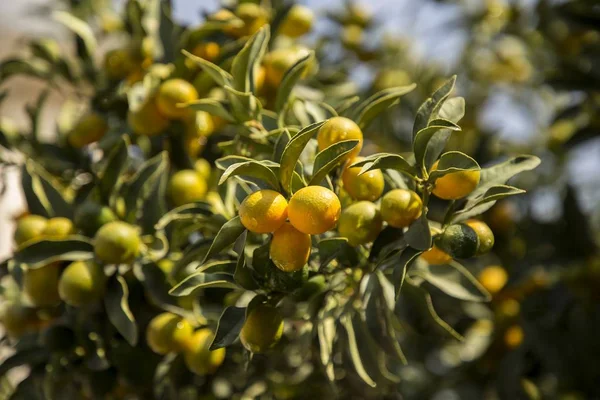 Υποκατάστημα Της Μίνι Πορτοκάλια Κουμκουάτ Δέντρο Στον Οπωρώνα — Φωτογραφία Αρχείου