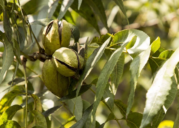 Καρύδια Πεκάν Ωρίμανση Πάνω Στο Δέντρο Επιλεκτική Εστίαση Που Χρησιμοποιείται — Φωτογραφία Αρχείου