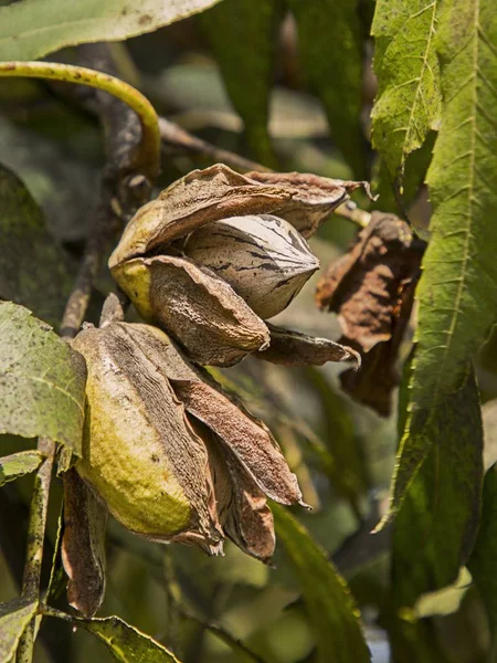 ピーカン ナッツの木に登熟します セレクティブ フォーカス使用します 晴れた日のファーム秋の風景 — ストック写真