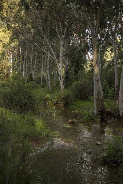 Eucalyptus grove na de regen — Stockfoto