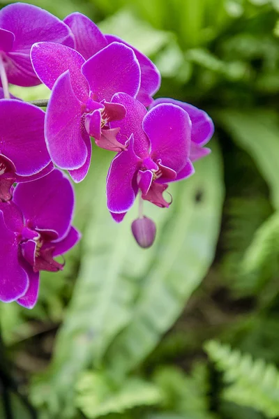 Primer plano de las orquídeas púrpuras, Phalaenopsis afrodita híbrido en el —  Fotos de Stock