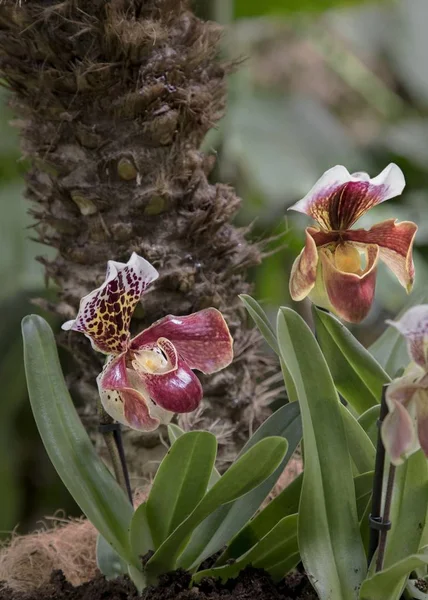 Close up on small group of colorful paphiopedilum or lady slipper orchids — Stock Photo, Image