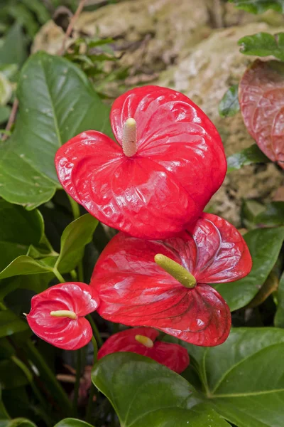 Anthurium andraeanum red flower in the garden — Stock Photo, Image