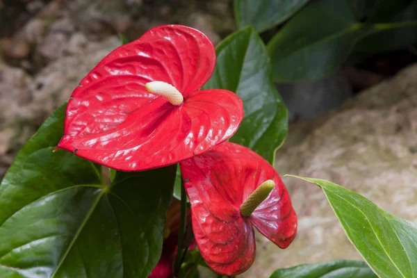 Άντιο ανδρίου κόκκινο λουλούδι στον κήπο — Φωτογραφία Αρχείου