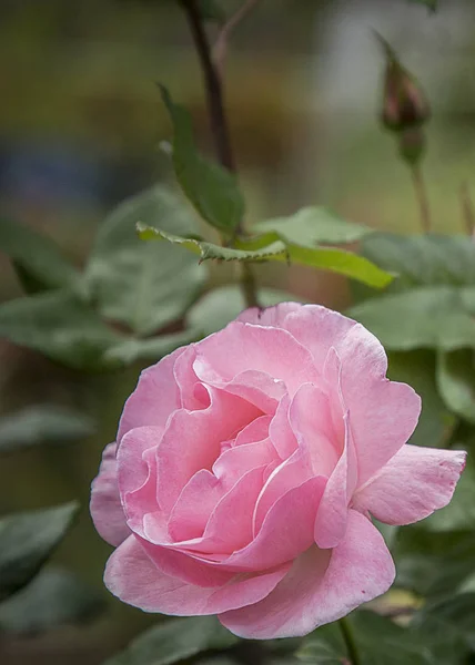 Close up de rosa rosa em um fundo escuro, jardim fower — Fotografia de Stock