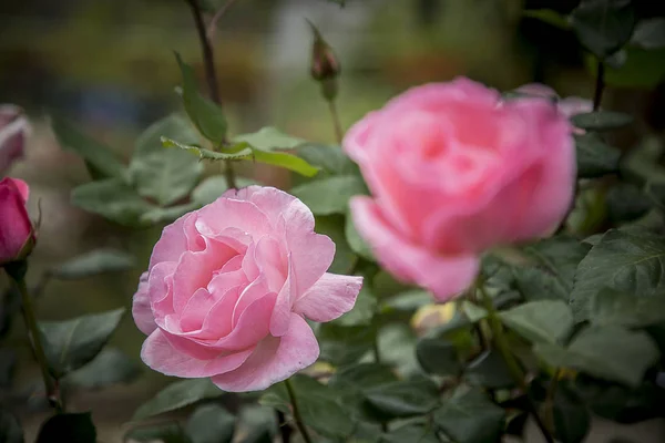 Close up de rosa rosa em um fundo escuro, jardim fower — Fotografia de Stock