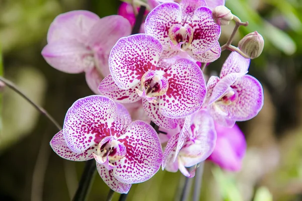 Close-up van paarse en witte orchideeën, Phalaenopsis Aphrodite Hybrid Rechtenvrije Stockfoto's