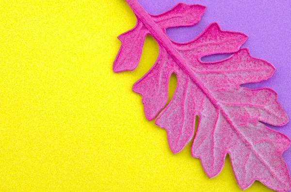 Розовый Лист Цветном Бумажном Фоне Минимальный Стиль Поп Арта — стоковое фото
