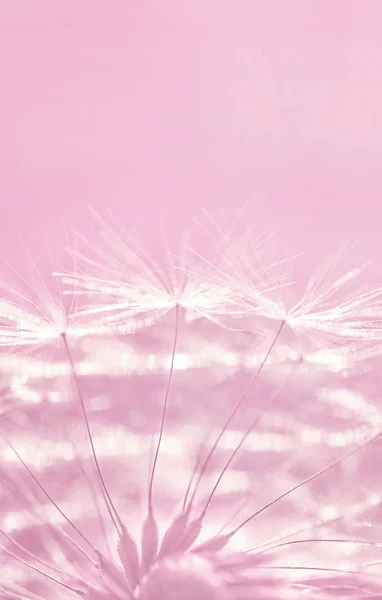 Fluffy dandelion flowers with seeds on pastel pink background with empty space.
