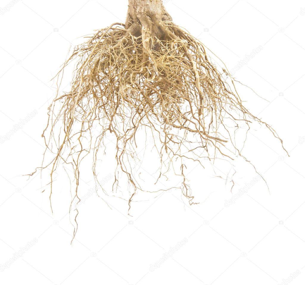 Brown roots of tree isolated on white background.