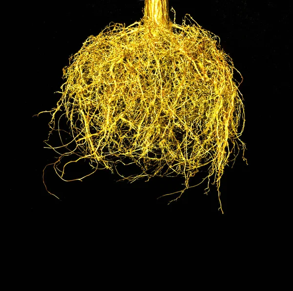 Golden Root Tree Isolated Black Background Creative Concept — Stock Photo, Image