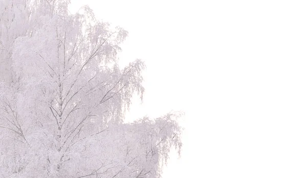 Birch Tree Covered Snow Winter Beautiful Landscape — Stock Photo, Image