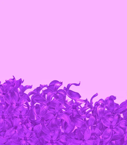 Квіти Бузку Рожевому Тлі Концепція Цвітіння — стокове фото