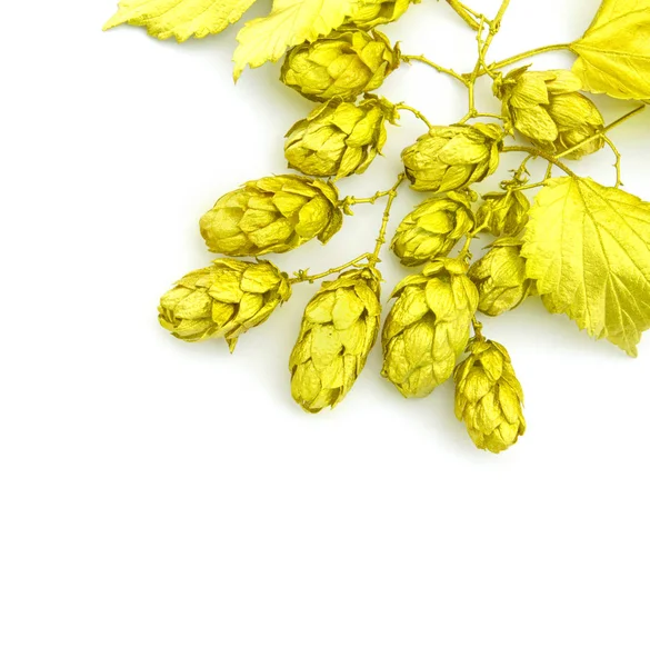 Herbst Goldene Hopfenzapfen Auf Weißem Hintergrund Kreatives Konzept — Stockfoto