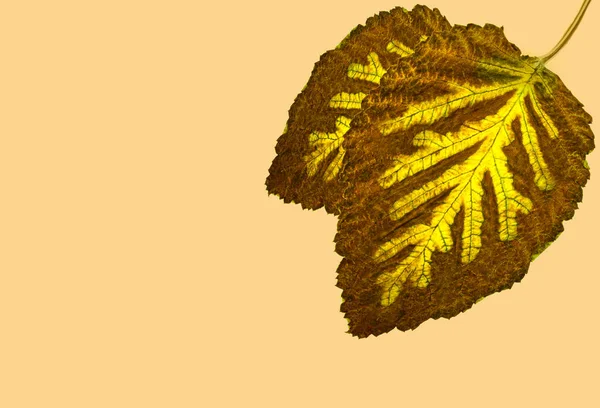 秋の茶色の葉は パステルベージュの背景の内側に創造的な黄色のパターンのトウヒ小枝を残します 最小限の創作コンセプト — ストック写真