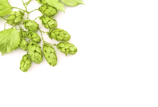 Осенние Зеленые Конусы Хмеля Белом Фоне Ингредиент Приготовления Пива — стоковое фото