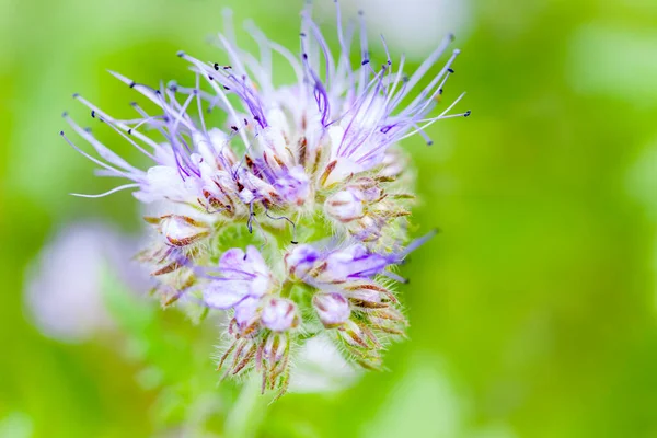 Phacelia Flower Green Background Stamens Focus — Stock Photo, Image