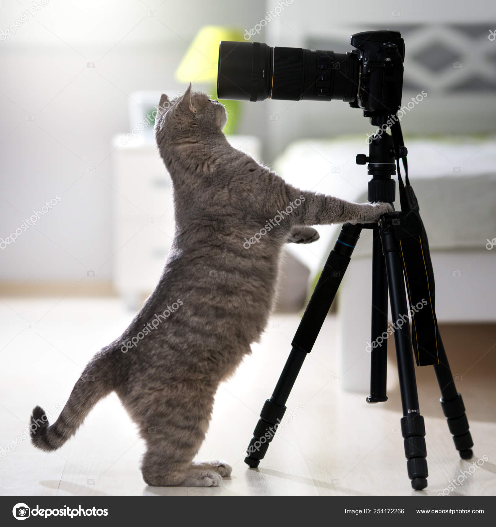 カメラで面白い猫 ストック写真 C Anmfoto カメラで面白い猫 ストック写真 C Anmfoto