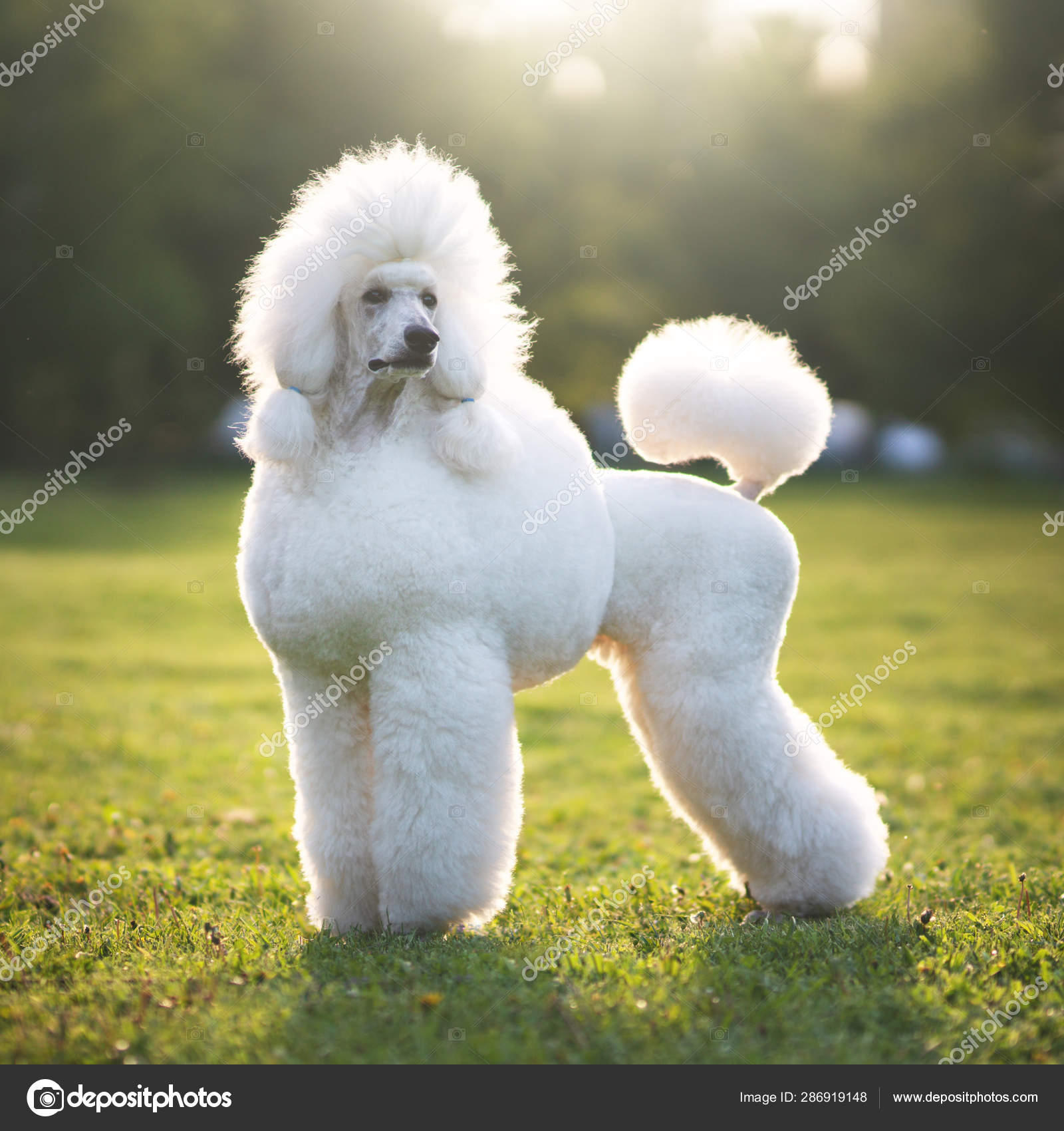 white poodle dog